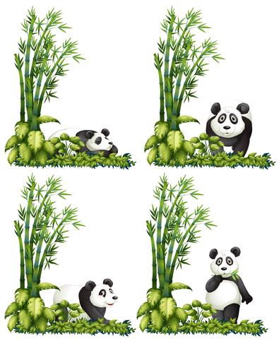 Panda y bambu vector