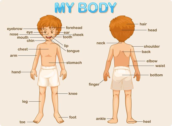 my body vector