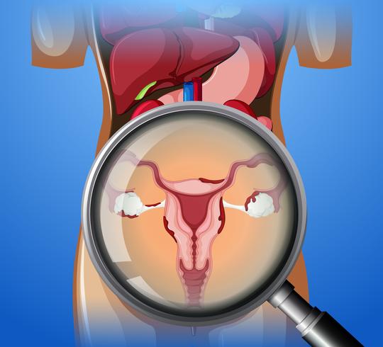 Sistema reproductor femenino con lupa. vector