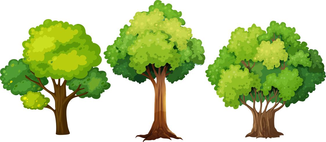 Set of different tree design vector