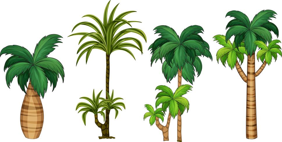 Set of different palm tree vector