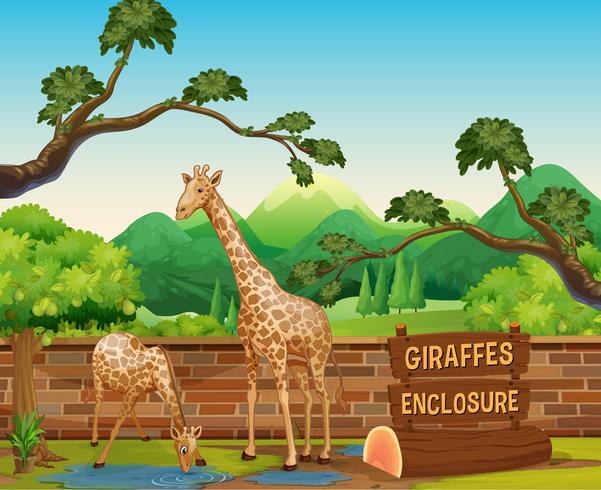 Two giraffes in the zoo vector