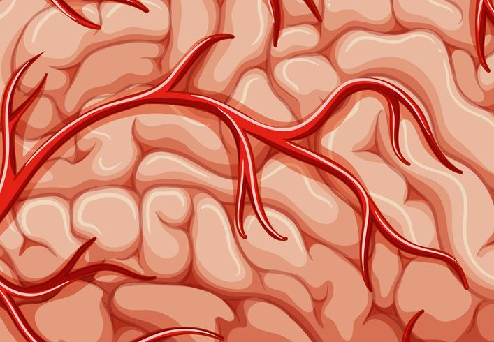 A closeup veins of the brain  vector