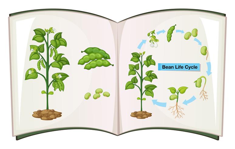 Book of bean life cycle vector