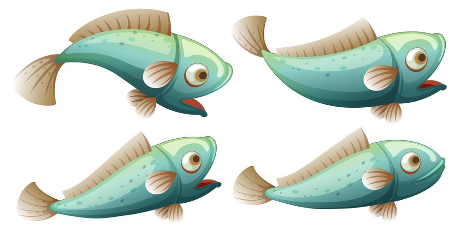 A set of fish on whitr background