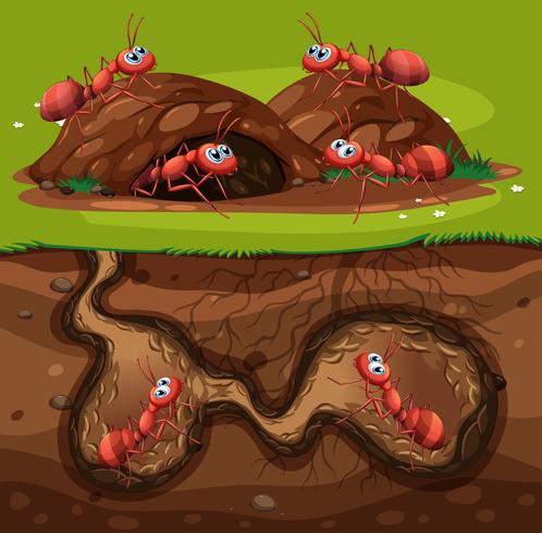 A Group of Working Ants in Hole vector