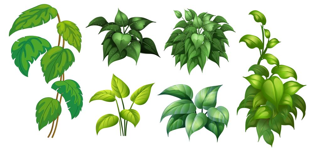 Un conjunto de plantas verdes. vector