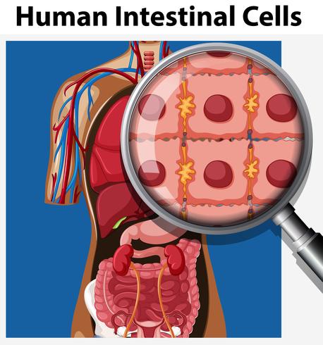 Intestinal Cells and Magnifying Glass vector