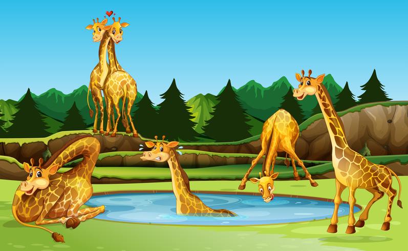 Giraffe in the nature vector