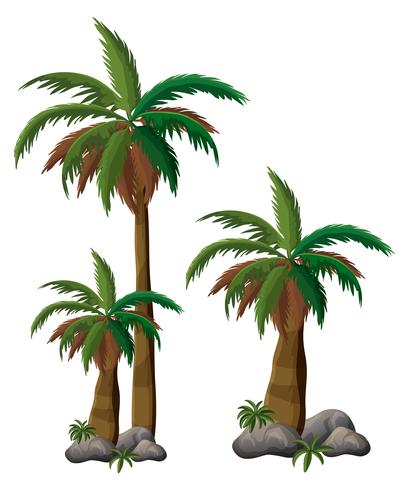 Palm tree on white background vector