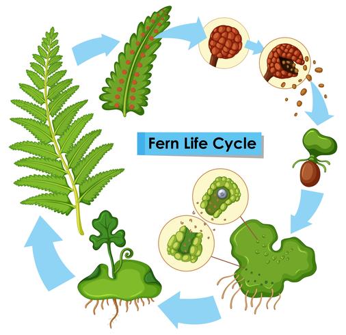 Diagram showing fern life cycle vector