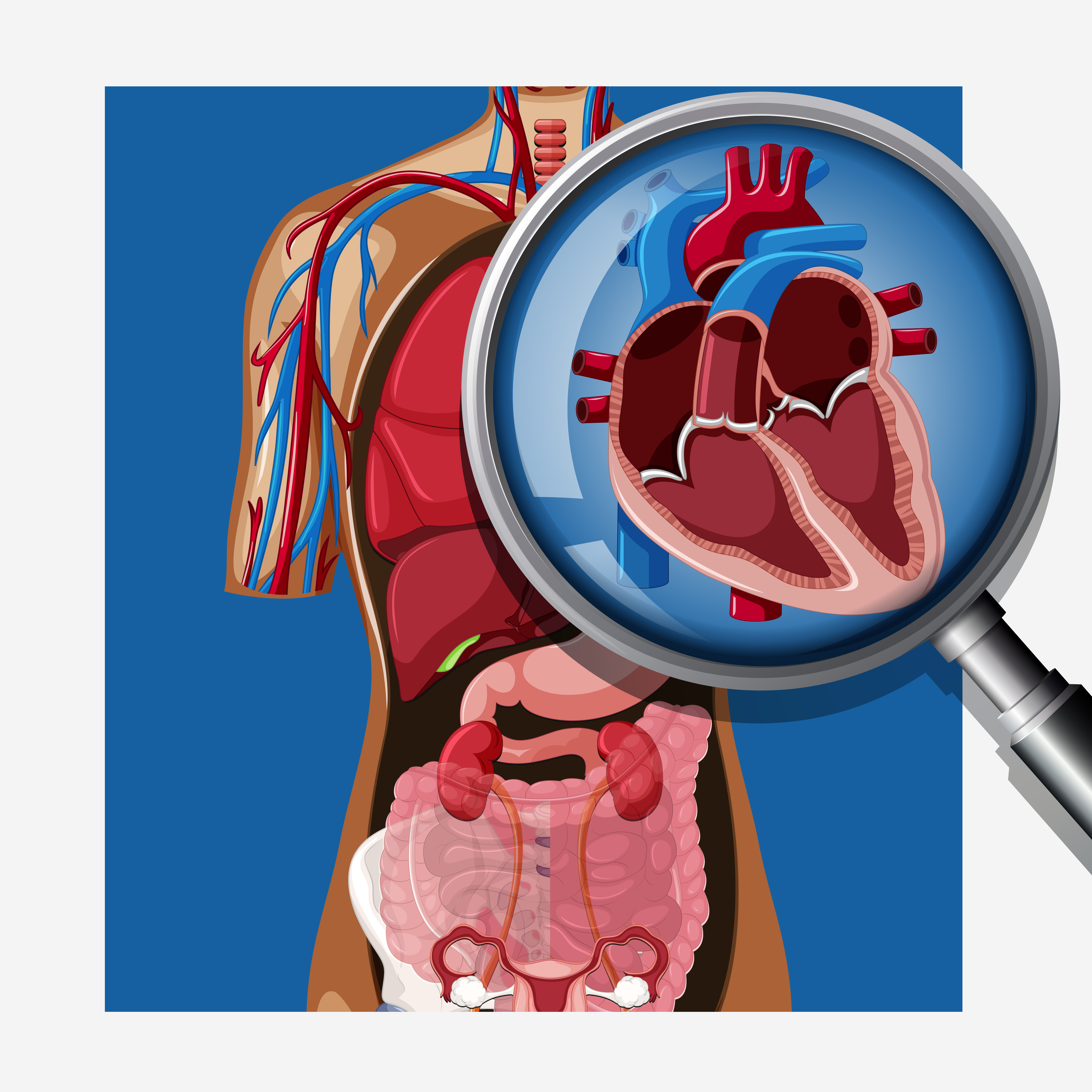 Free Free Heart Anatomy Svg 173 SVG PNG EPS DXF File