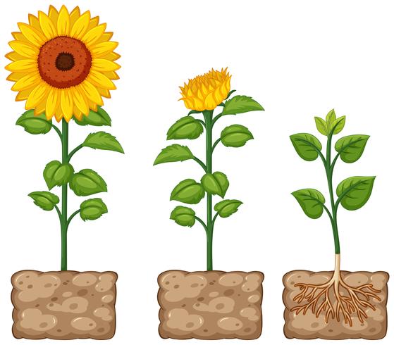 Sunflowers growing from the ground vector