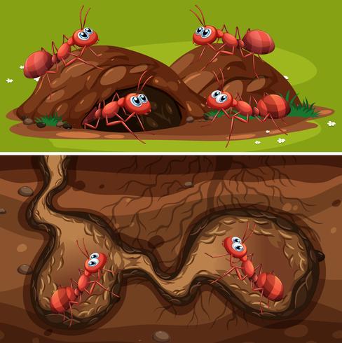 Fire Ants in the Nest vector