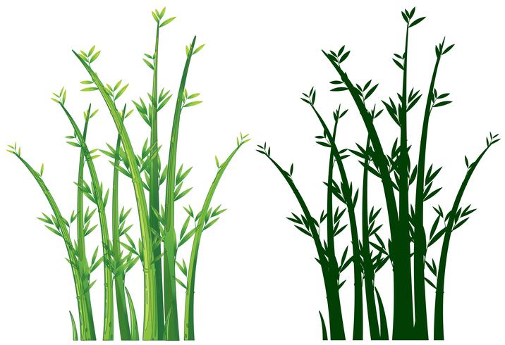 Bamboo trees in green  vector