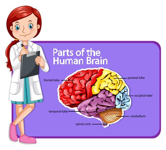 Médico y partes del cerebro humano. vector