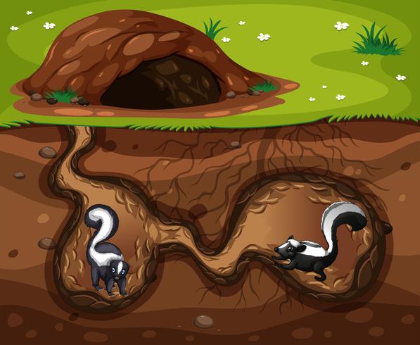 Skunk Living in the Hole vector