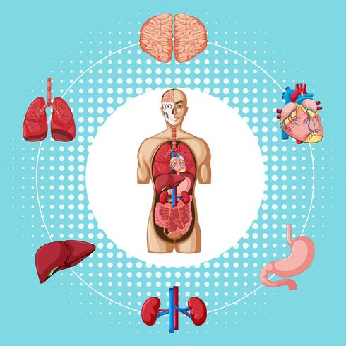 Human organs on blue background vector