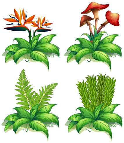 Four different types of plants on white background vector