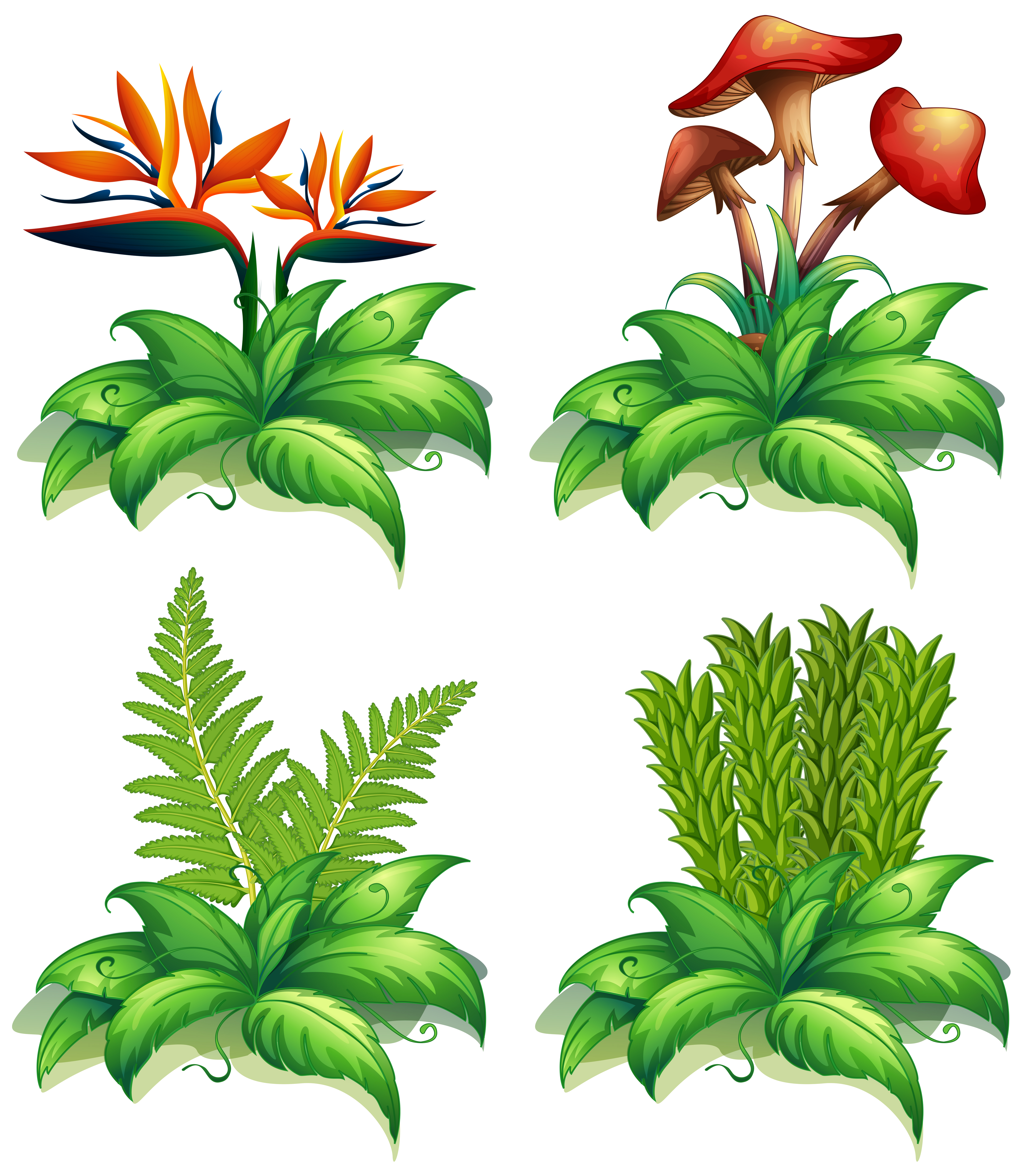 Four different types of plants on white background 432963