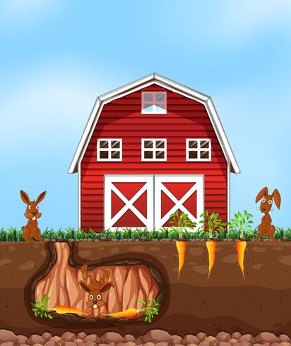 Rabbit digging ground at the farm vector