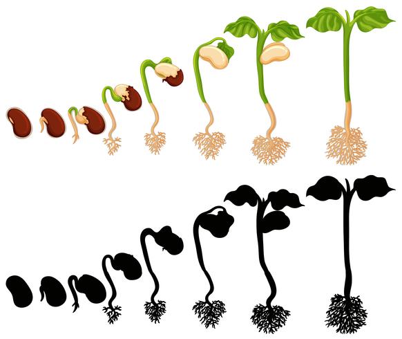 Planta que crece en diferentes etapas. vector