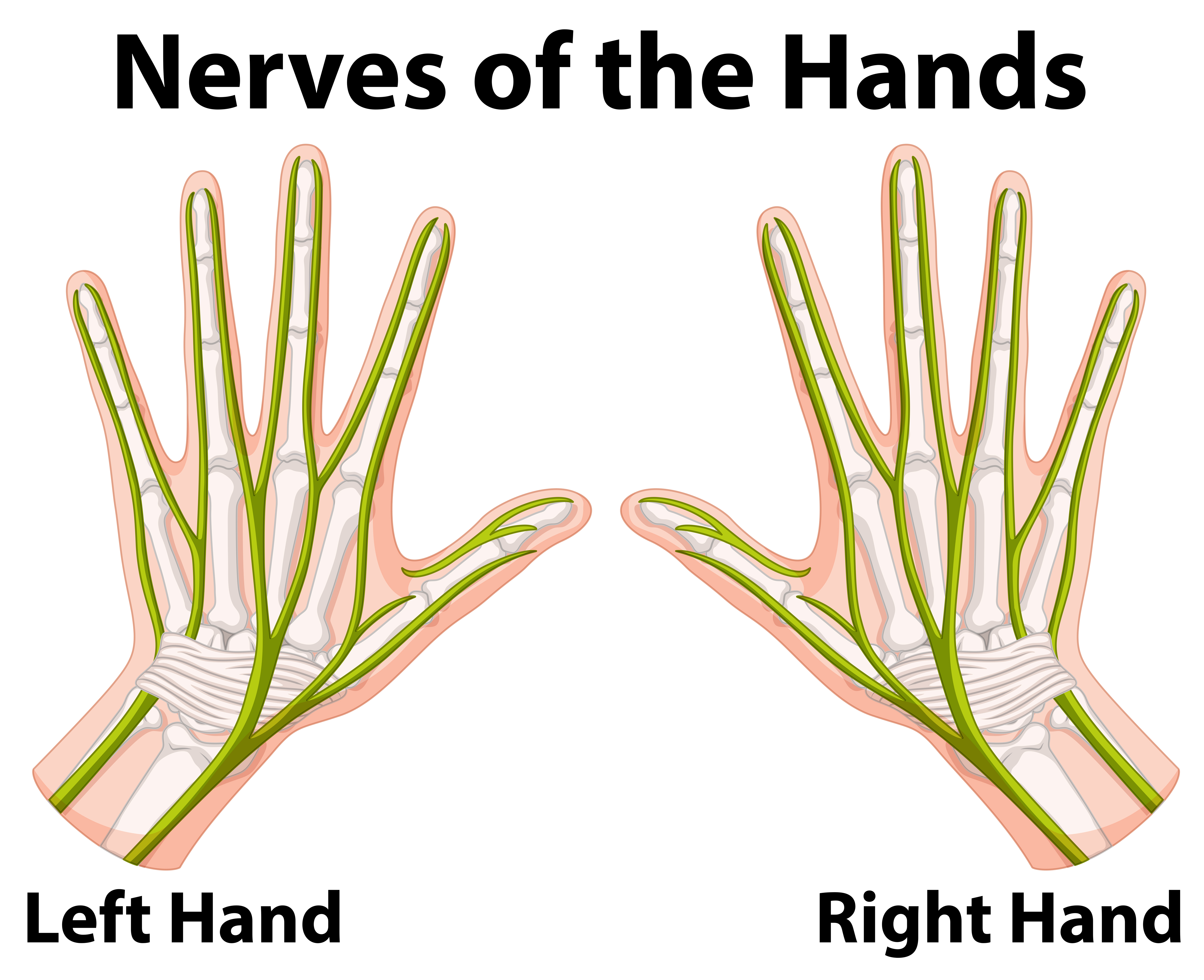 Diagram Showing Nerves Of The Hands