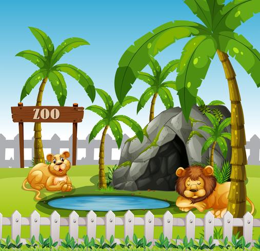 Male and female lion in the zoo vector