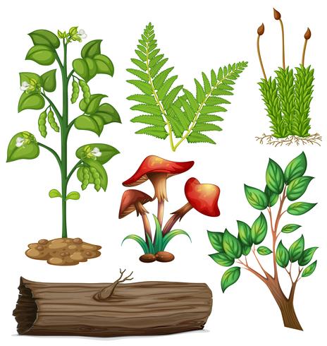 Different types of plants vector