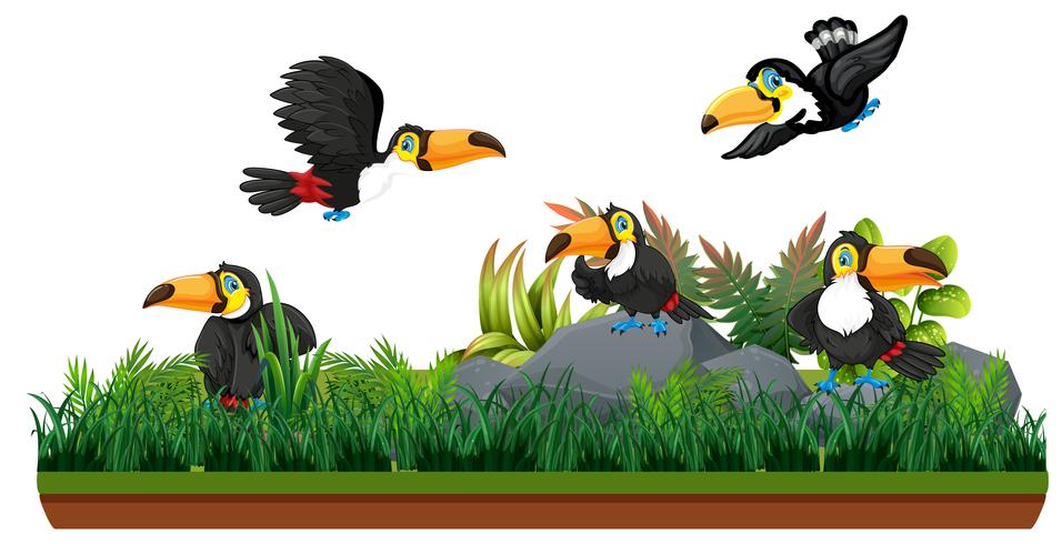 Toucan in isolated nature vector