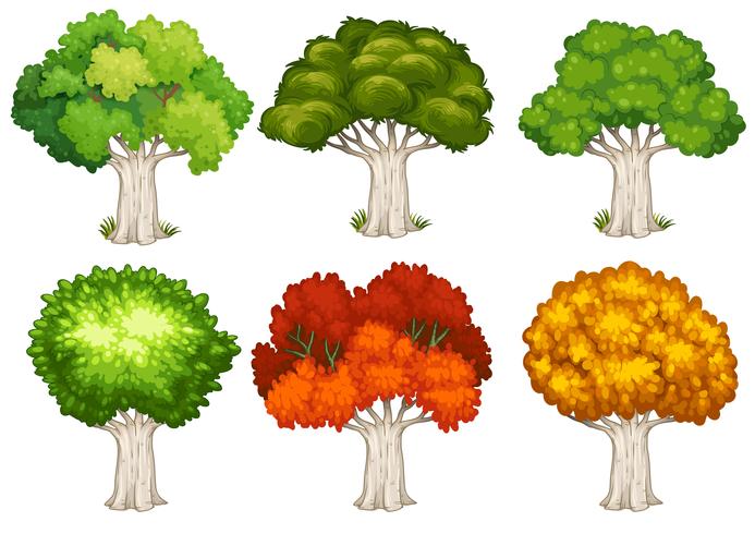 Un conjunto de arbol vector