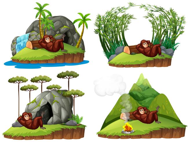 Orangutan en cuatro escenas diferentes vector