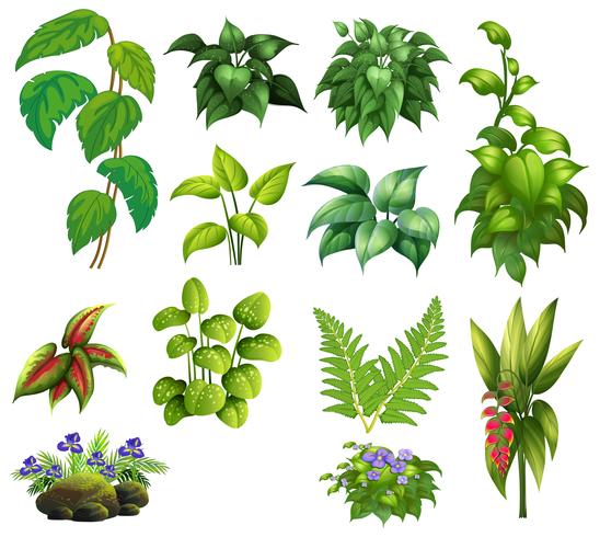 Set of decor plant vector