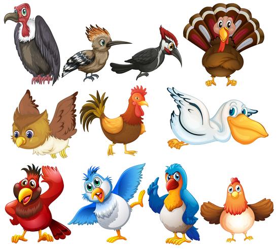 Colecciones de aves vector