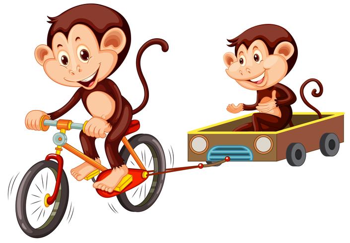 Monkey riding bicycle on white background vector