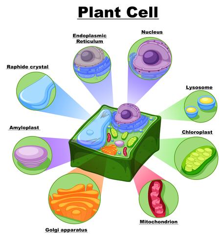 Diagram showing parts of plant cell vector