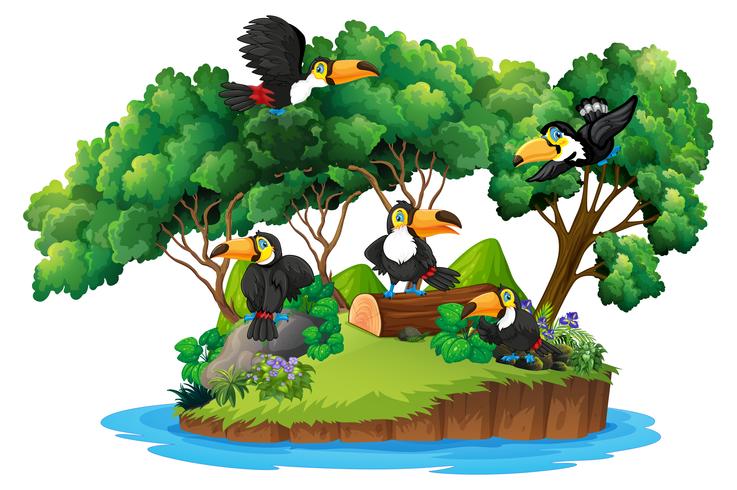 Isolated nature island with toucan vector