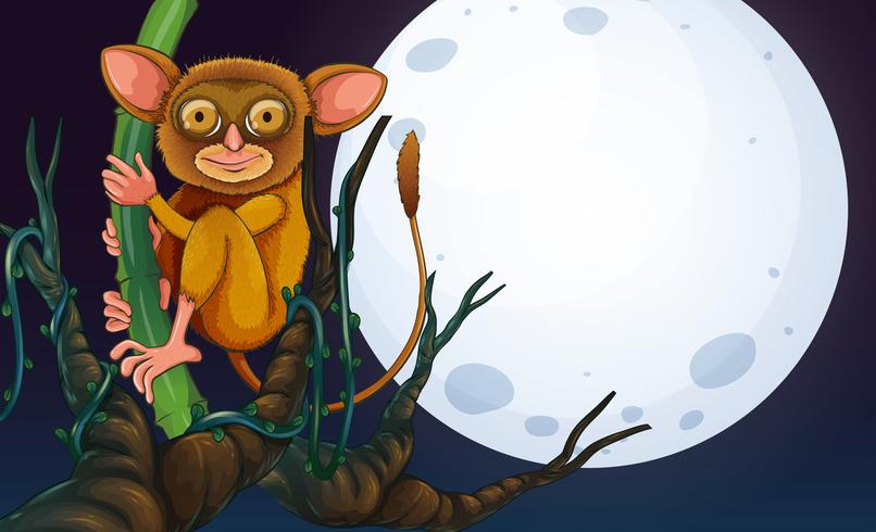 Tarsier en el árbol en la noche vector