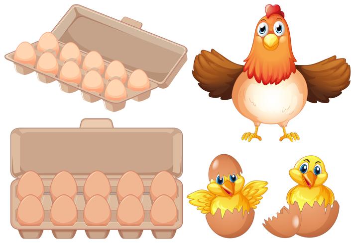 Set of fresh egg and chicken vector