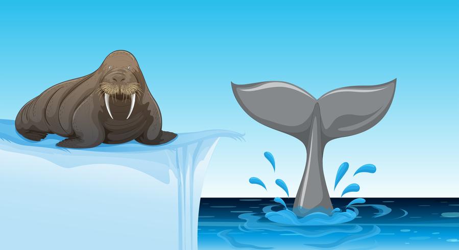 A walrus on ice floe vector