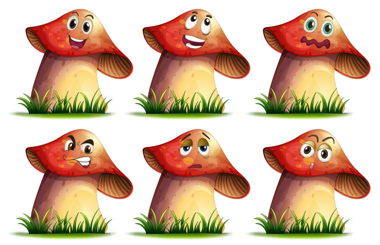 Mushroom expression vector