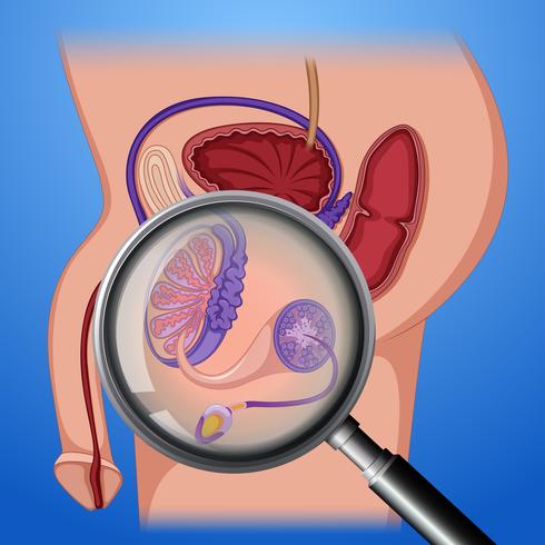 Anatomía del sistema reproductor masculino vector