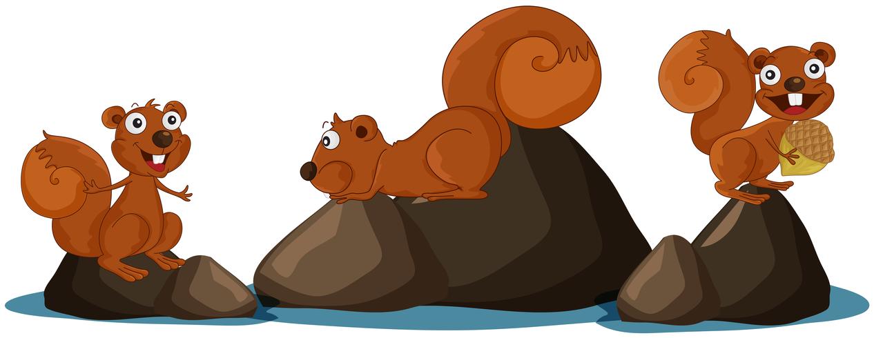 Happy squirrel on white background vector