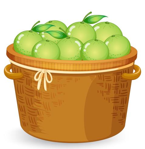 A basket of lime vector