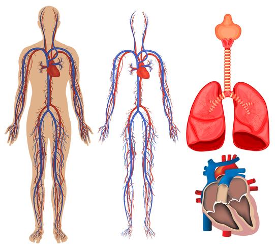 Sistema circulatorio en el cuerpo humano. vector