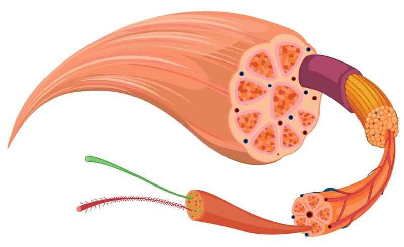 Close up diagram of tissue vector