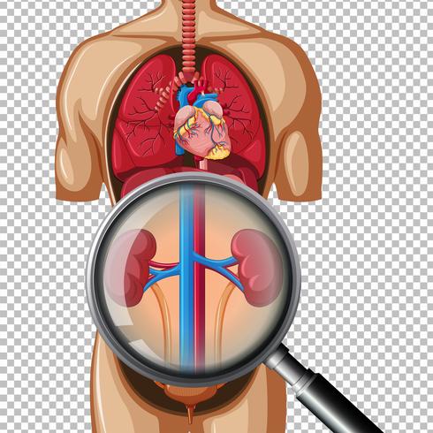 Riñón humano sano en el fondo transparente vector