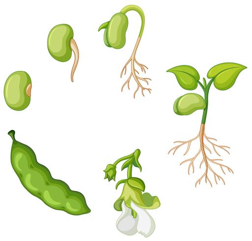 Life cycle of green bean vector