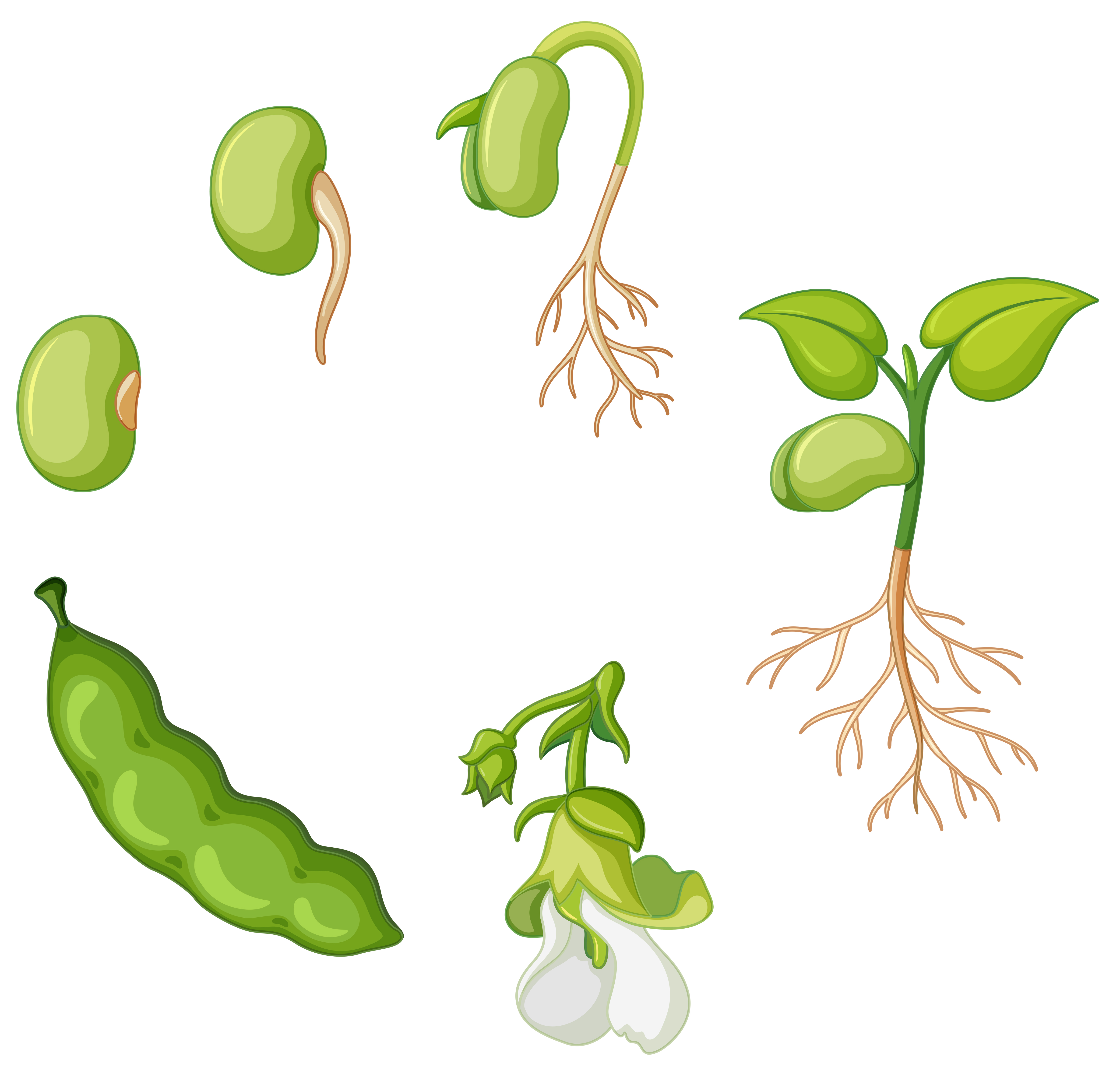 Clip Art Bean Life Cycle