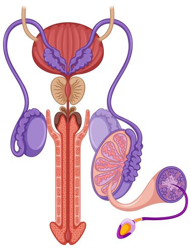 Sistema reproductivo en el macho. vector